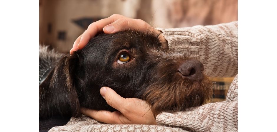 Dog image